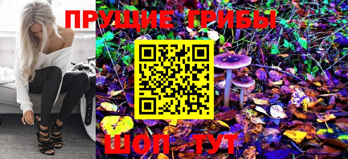 Псилоцибиновые грибы Psilocybe Новозыбков